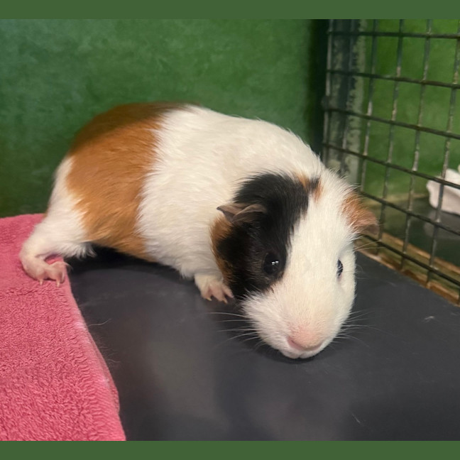 Photo of Luigi 