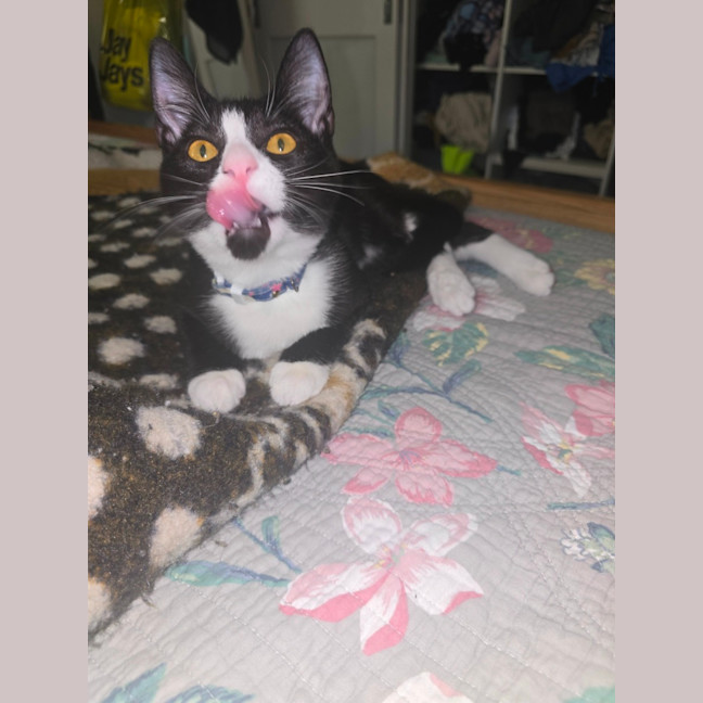 Photo of Zoro