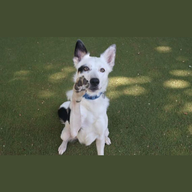 Photo of Polo