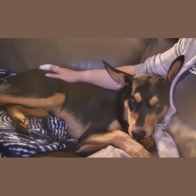 Photo of Teddy   9 Month Old Kelpie