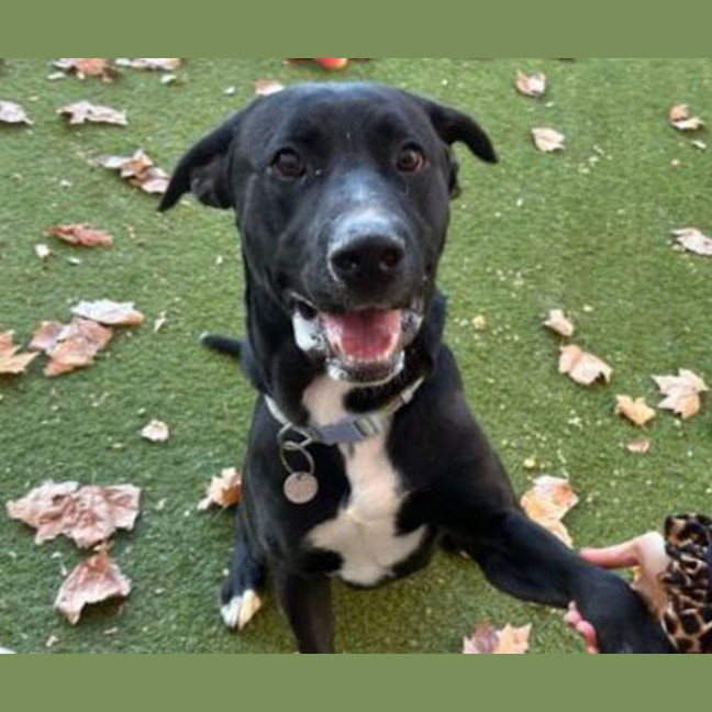 Photo of Shadow