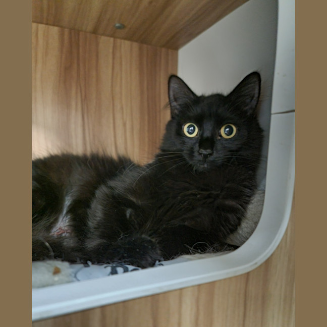 Photo of Toothless
