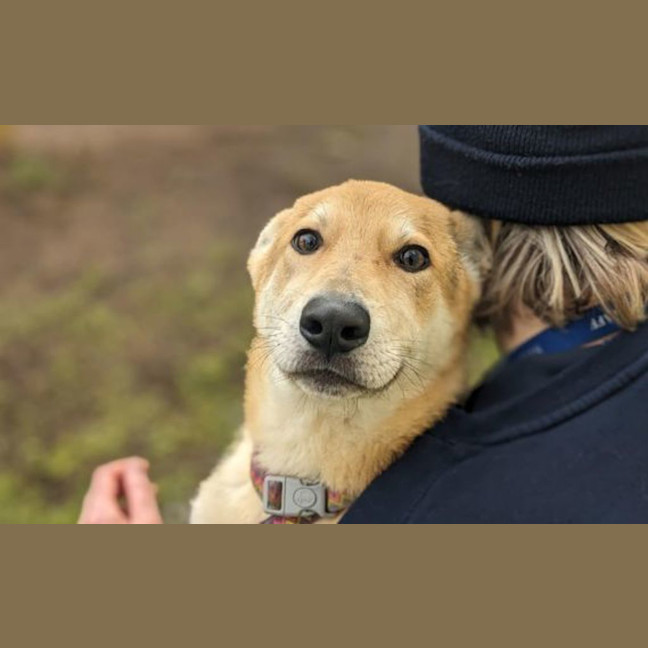 Photo of Dingo