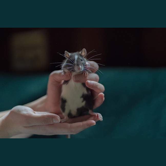 Photo of Toad & Beetle