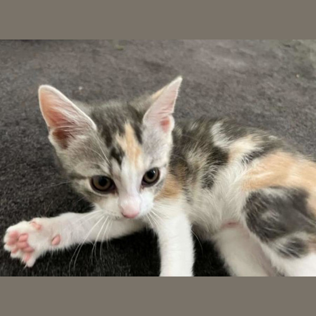 Photo of Marlowe