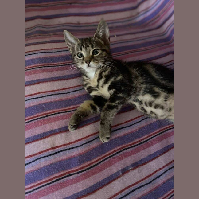 Photo of Jake The Dog