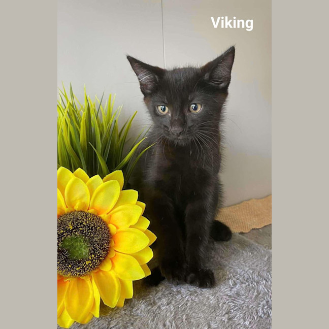 Photo of Viking