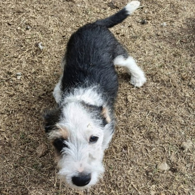 Photo of Tango 