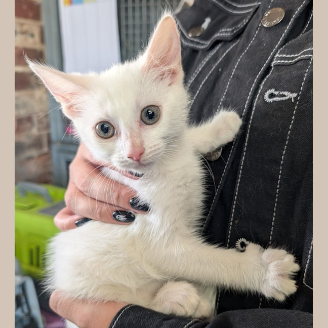 Photo of Loki