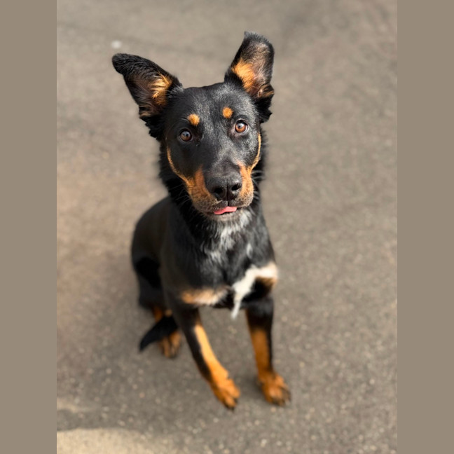 Photo of Diesel