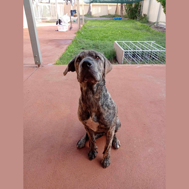 Photo of Uma (Lollie)