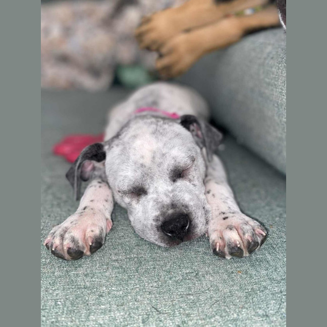 Photo of Clover   3 Month Old Cattle Dog X