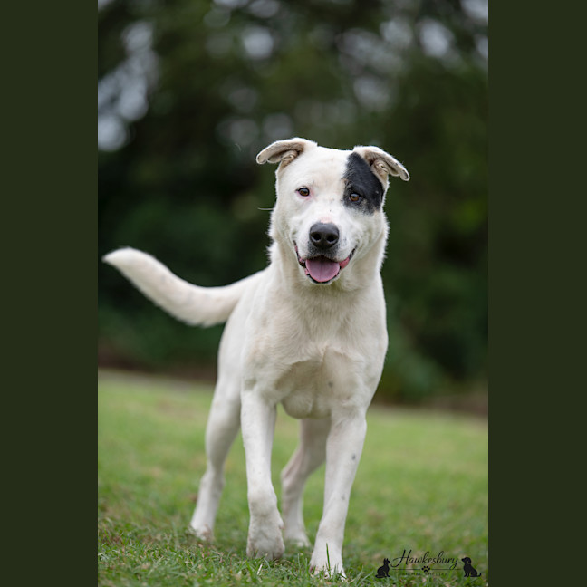 Photo of Pirate