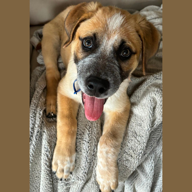 Photo of Oakley   12 Week Old Cattle Dog X Mastiff (Trial)