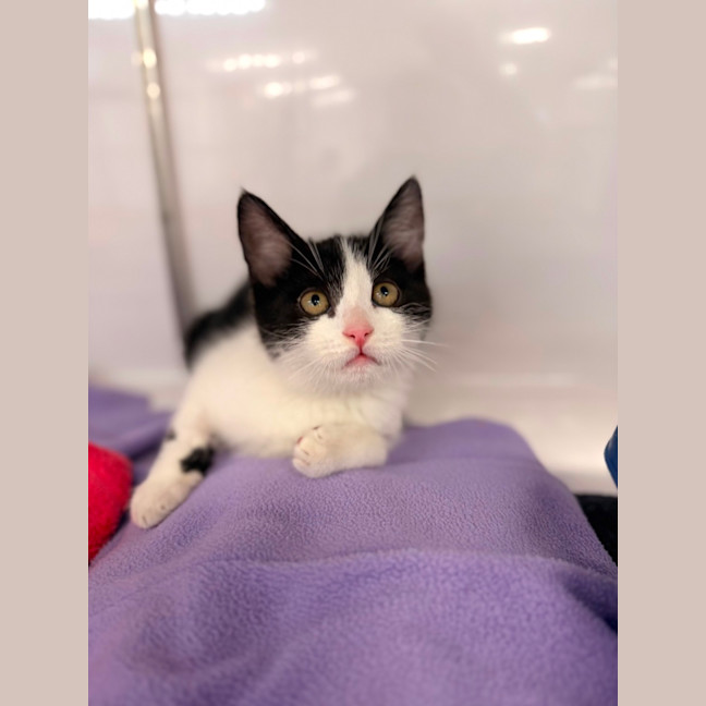 Photo of Oreo