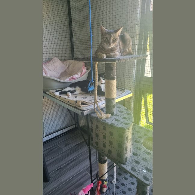 Photo of Romeo And Ella Bonded Pair 