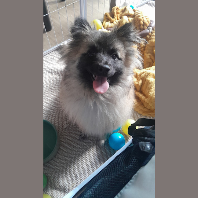 Photo of Whimsy