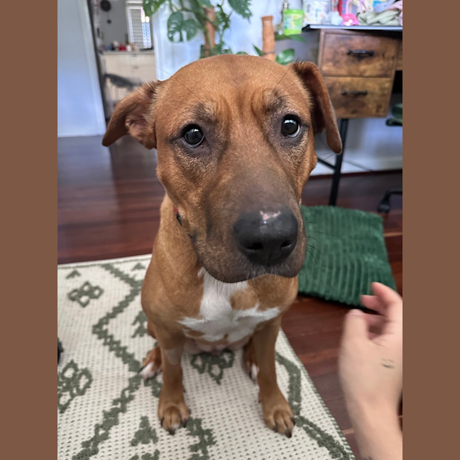 Photo of Shylo