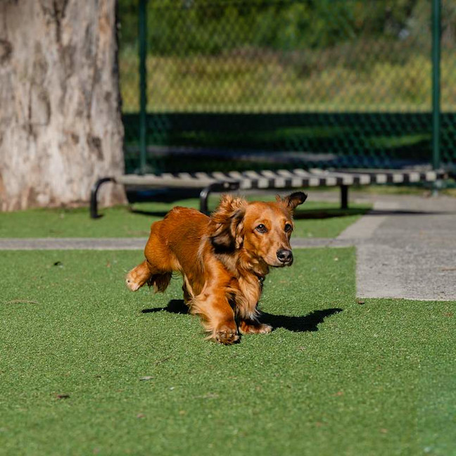 Photo of Dash