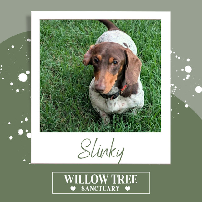 Photo of Slinky
