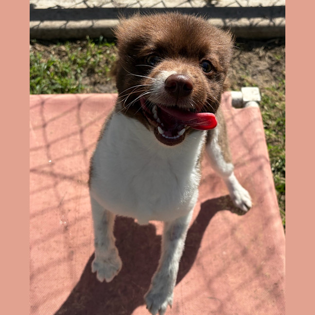 Photo of Pippin
