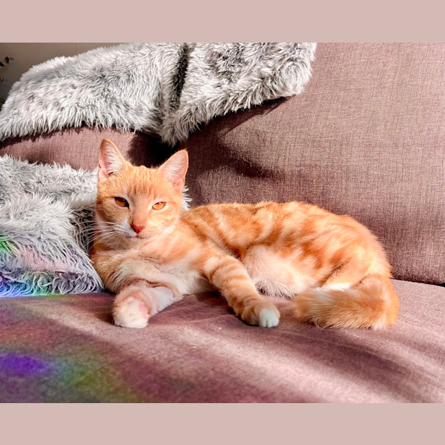 Photo of Princess Peach