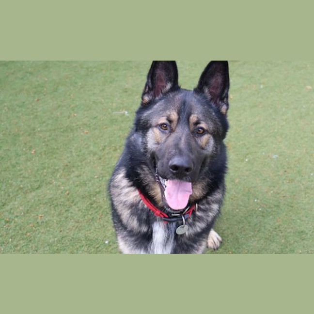 Photo of Rex