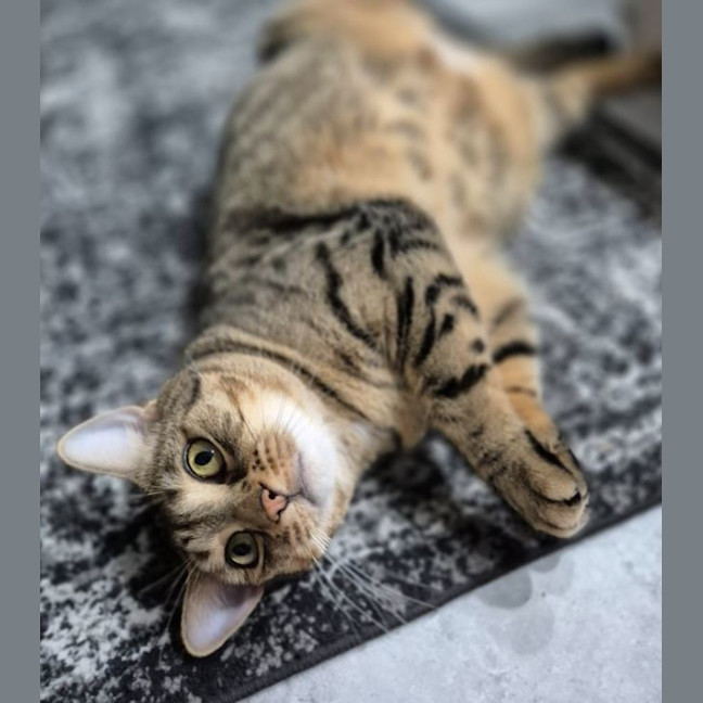 Photo of Nala *Meet At Our Strathfield Centre*