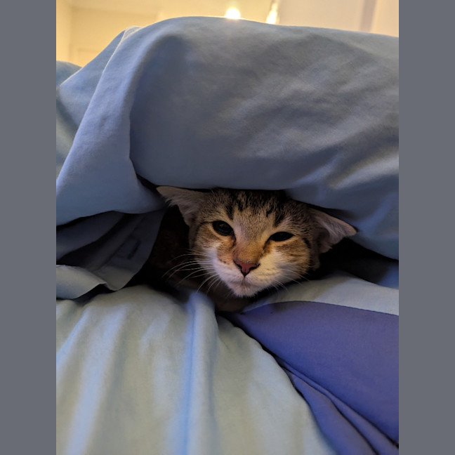 Photo of Dottie Golden