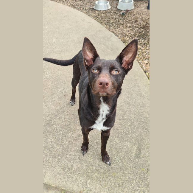 Photo of Ruby