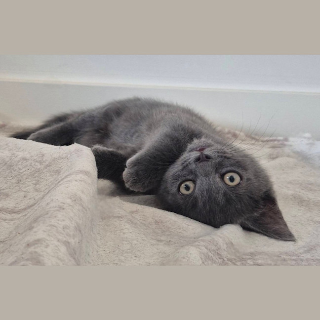 Photo of Pocket