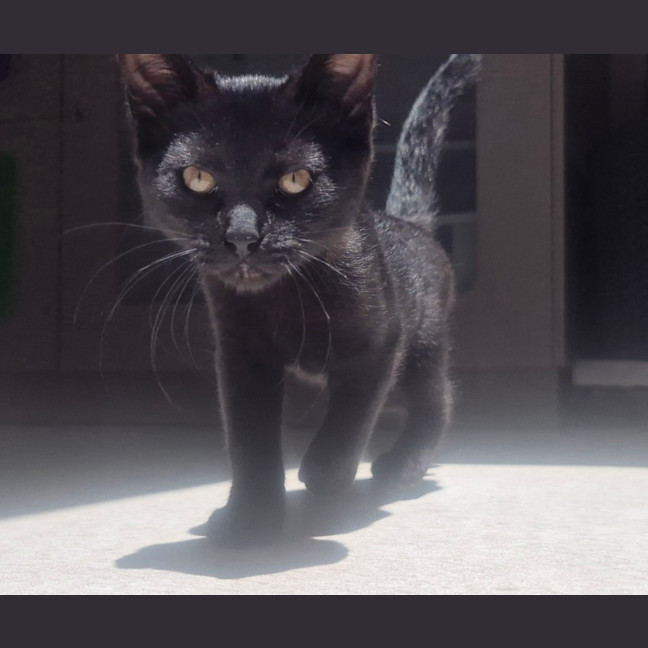 Photo of Francis (9188)