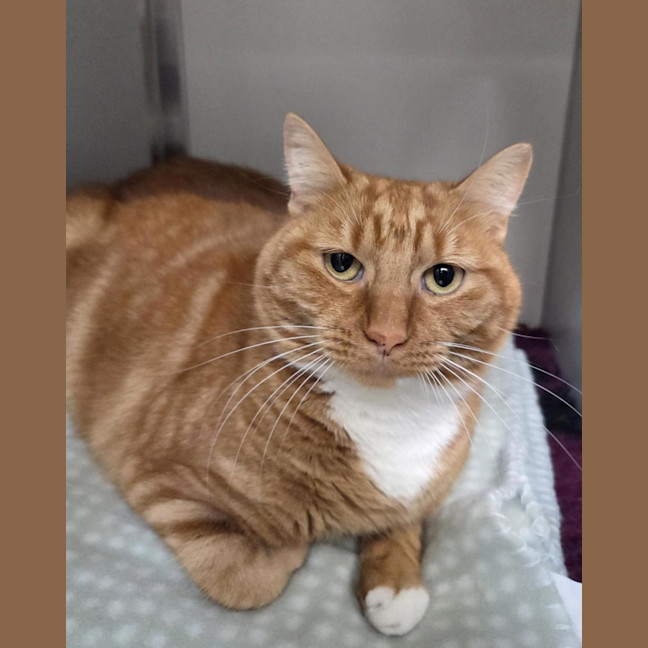 Photo of Cheeto
