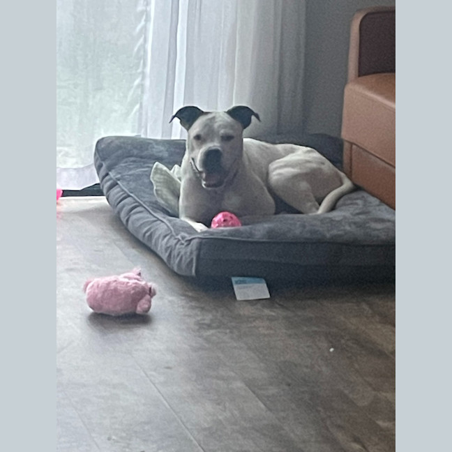 Photo of Nala