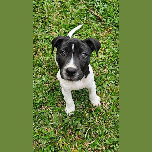 Photo of Clover