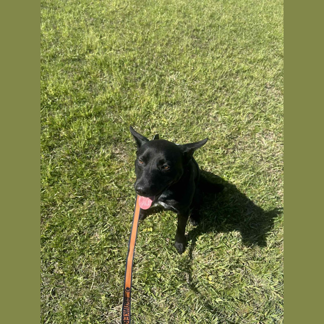 Photo of Bear   14 Month Old Labrador X