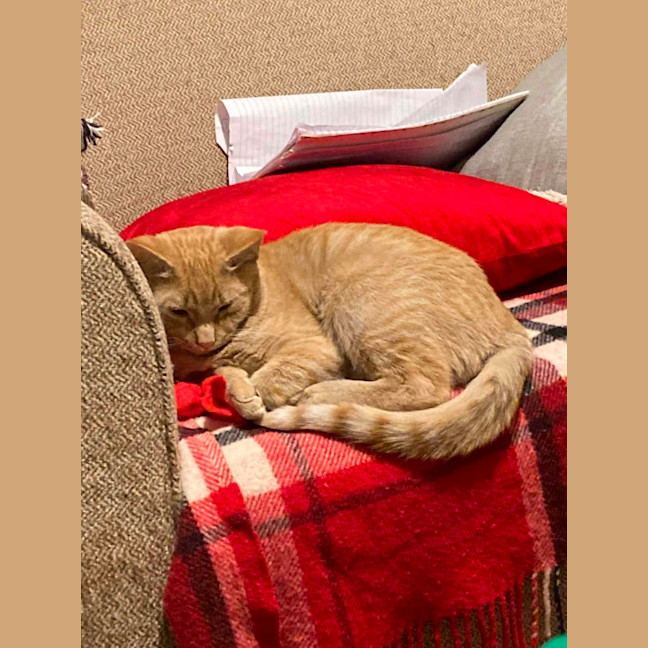 Photo of Arlo