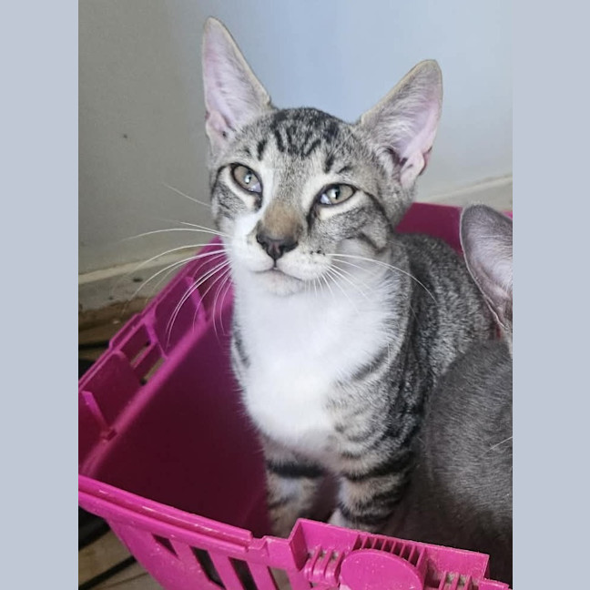Photo of Buster