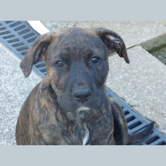 Photo of Charlie/Hank 