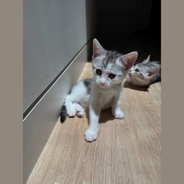 Photo of Bella