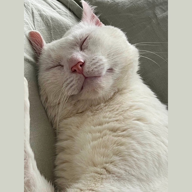 Photo of Falkor