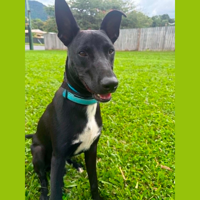 Photo of Blitzen