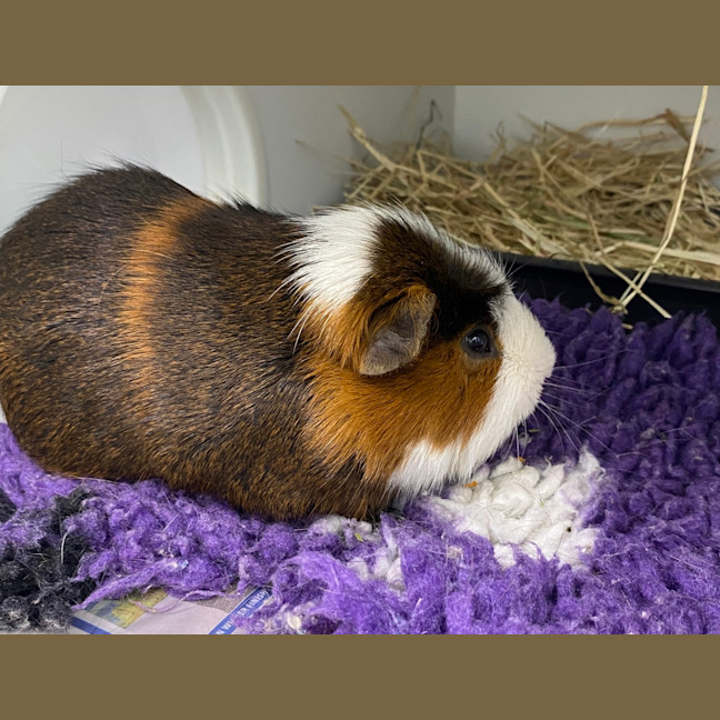 Photo of Oreo