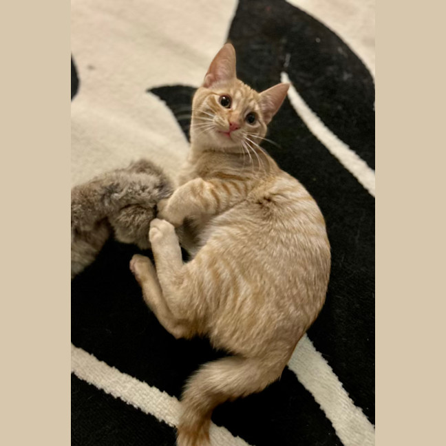 Photo of George   Located In Lower Plenty