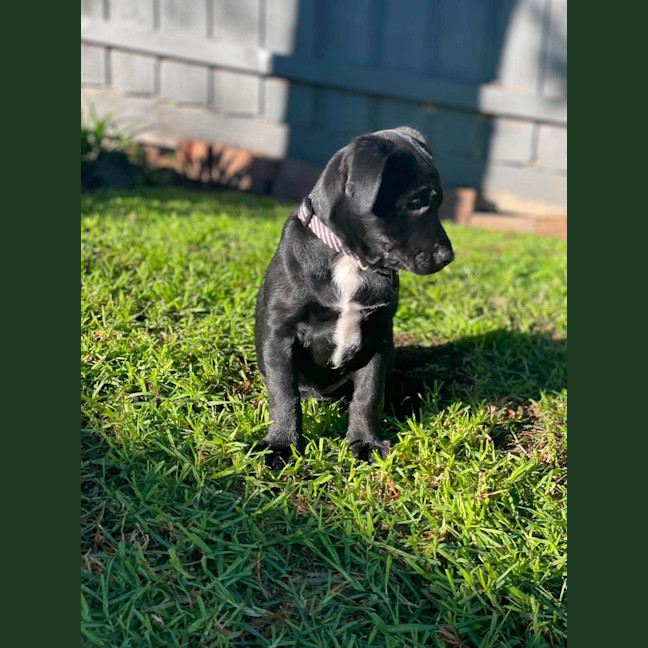 Photo of Silver