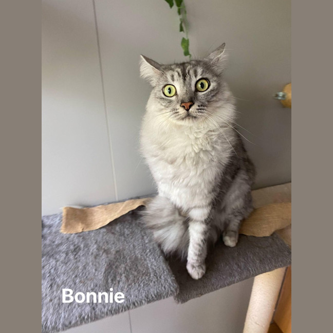 Photo of Bonnie