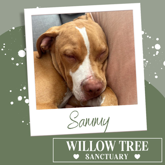 Photo of Sammy