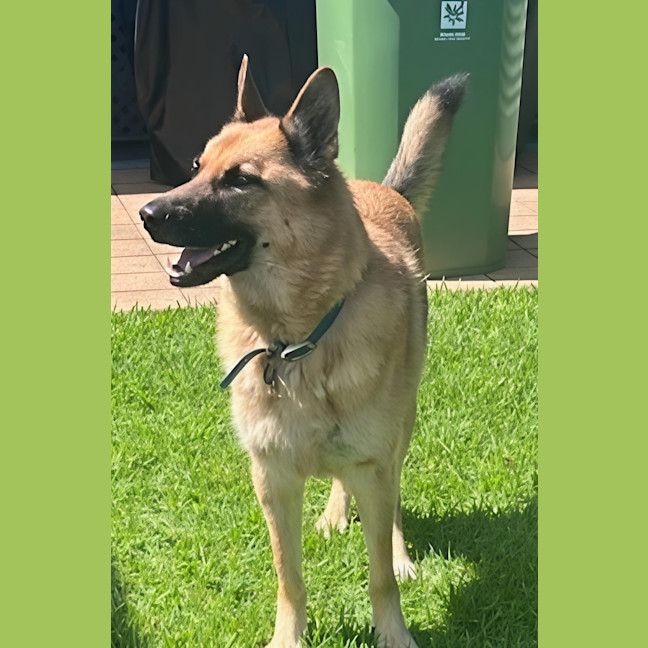 Photo of Shadow   5 Year Old German Shepherd