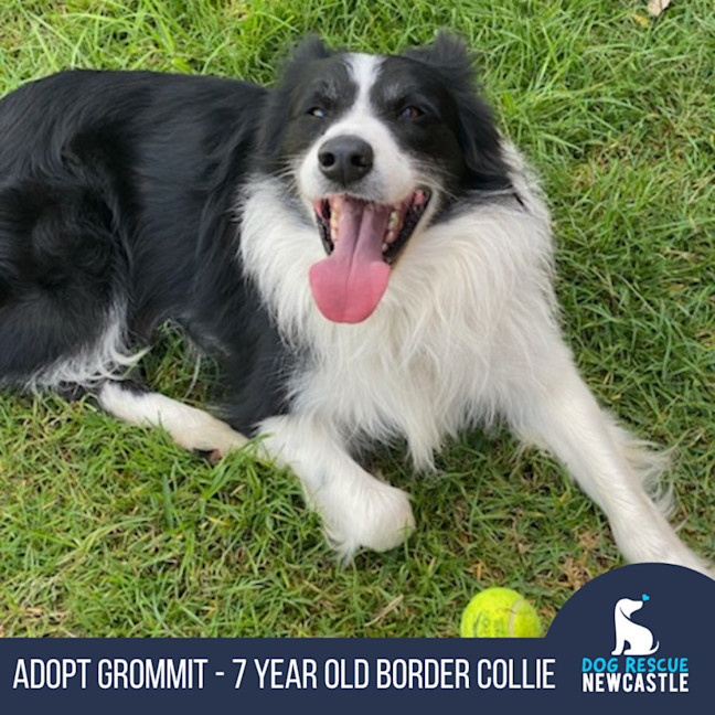 Photo of Grommit   7 Year Old Border Collie
