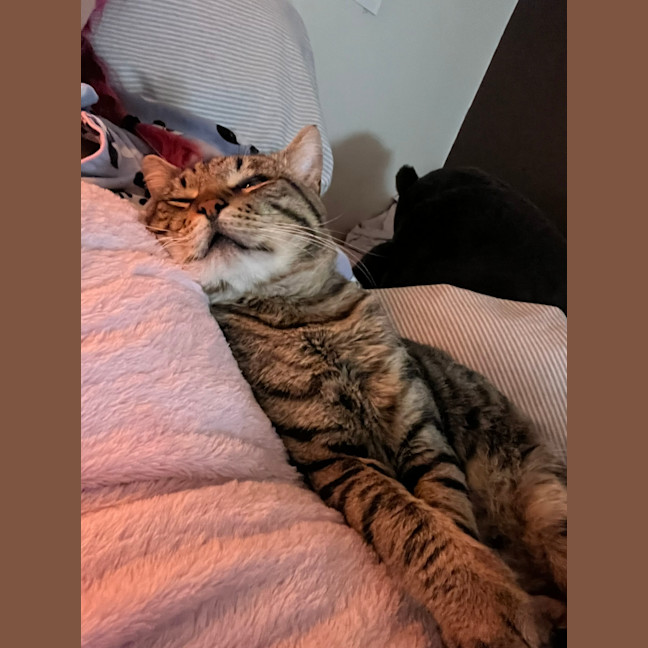 Photo of Moonface